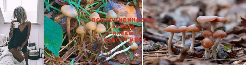 где купить   Кашин  Галлюциногенные грибы Magic Shrooms 